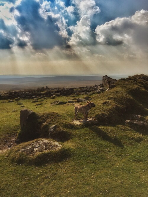Lucky on Dartmoor