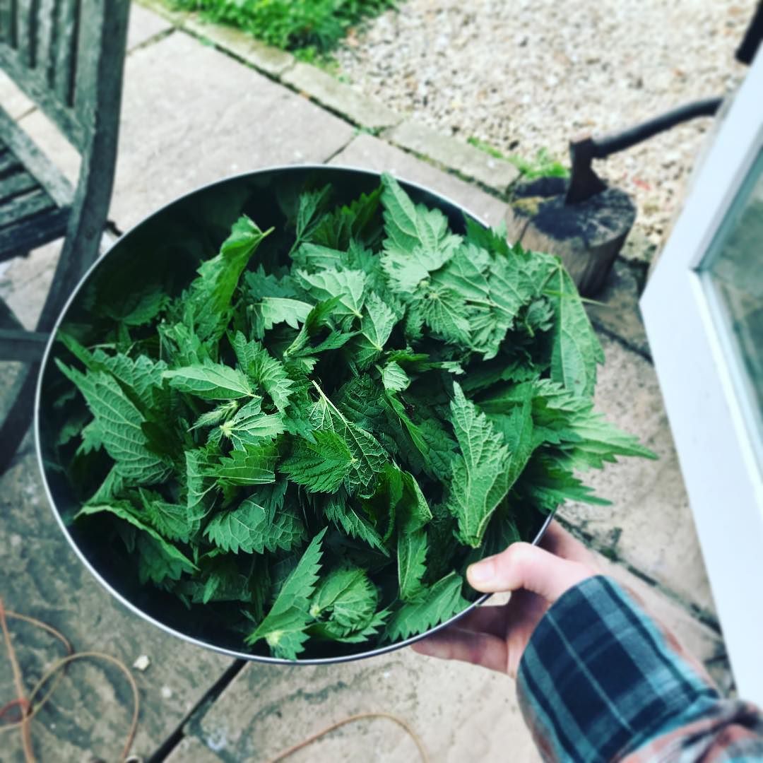 Foraged nettles for nettle spanakopita
