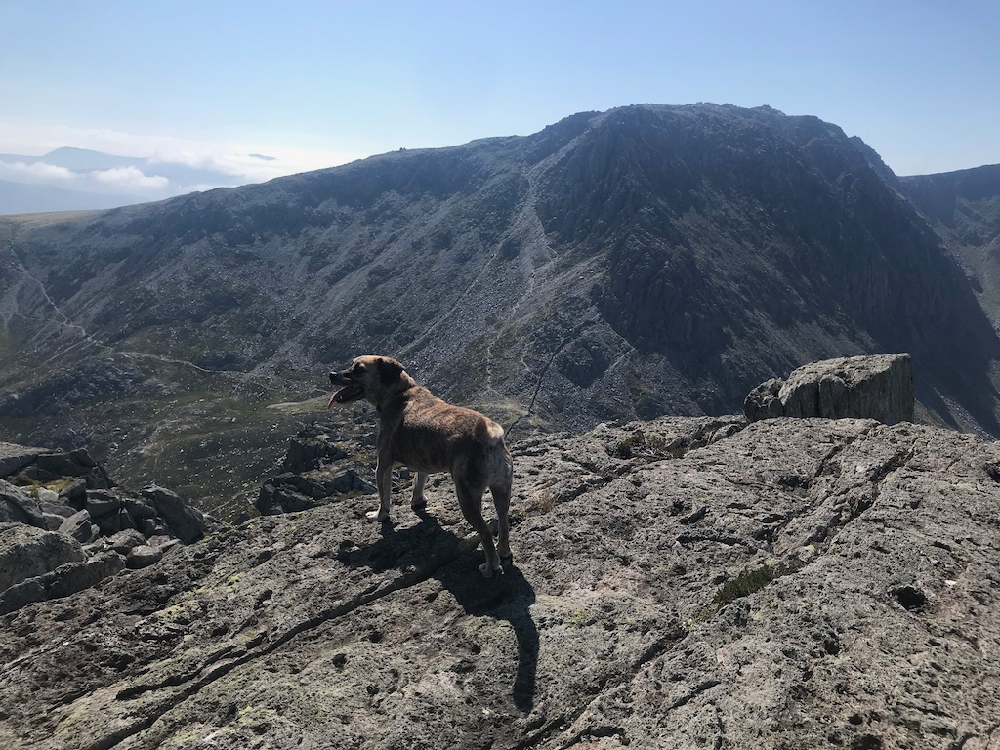 The Lucky Dog on his way up the Tryfan North Ridge