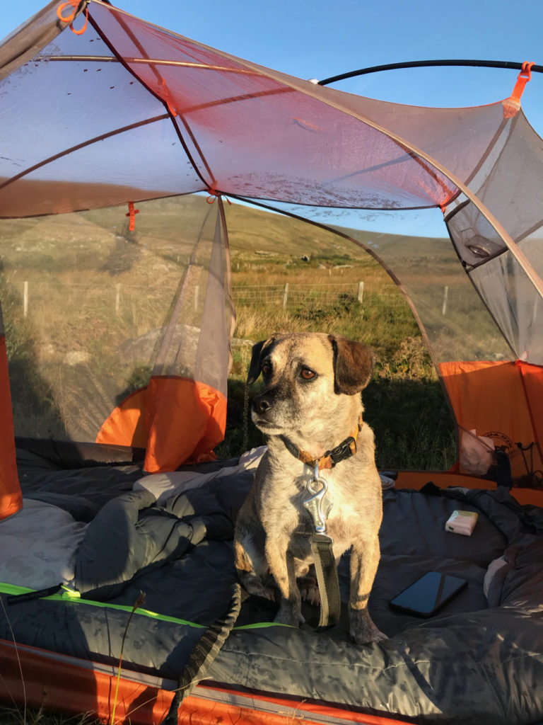 Wild camping Carneddau Snowdonia with my dog Lucky