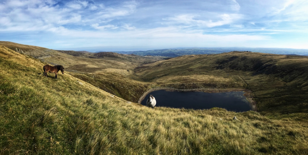 Wild ponies of the Carneddau