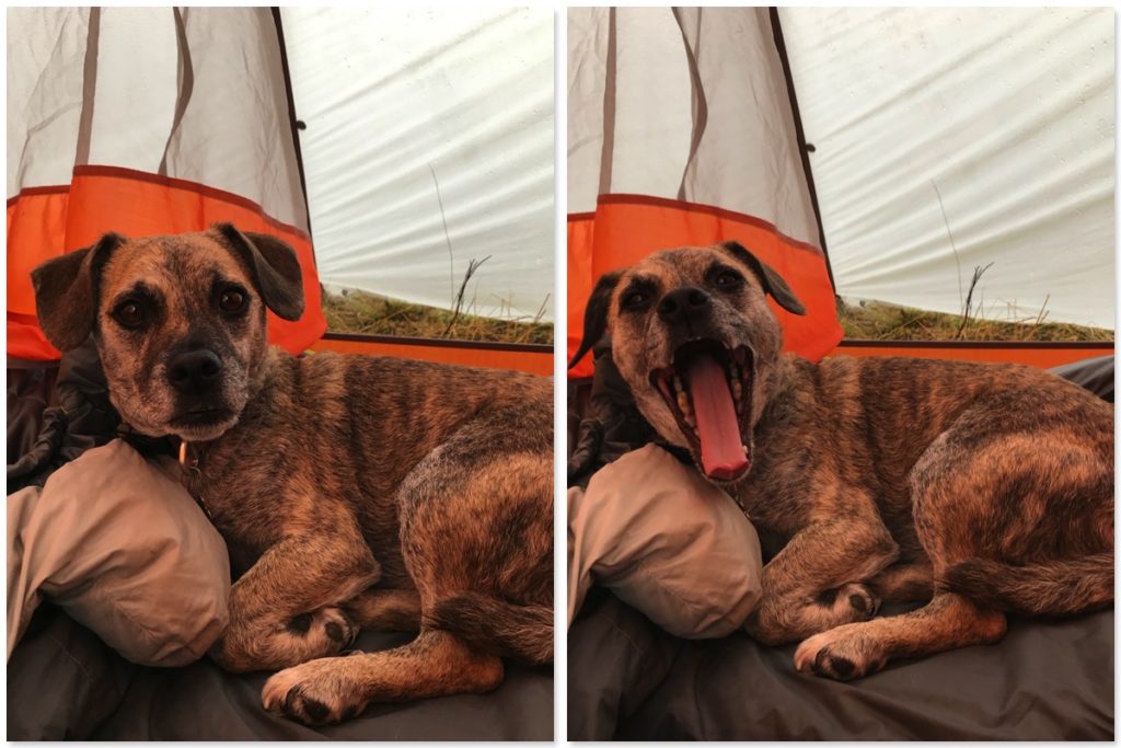 Tent terrier