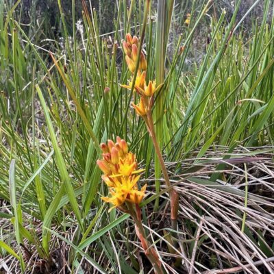 Bog asphodel