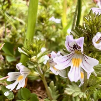 Common Eyebright