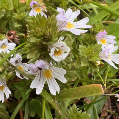 Common Eyebright