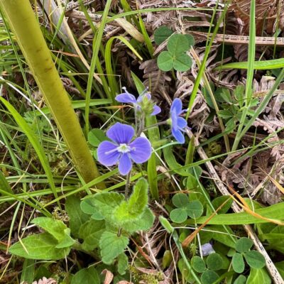 Germander Speedwell