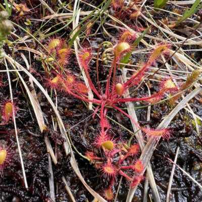 Great Sundew