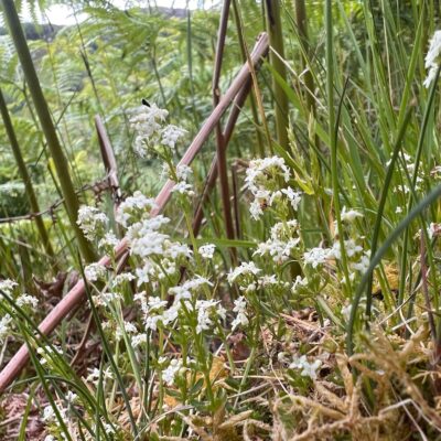 Heath Bedstraw