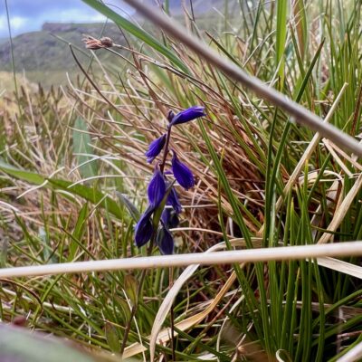 Heath Milkwort