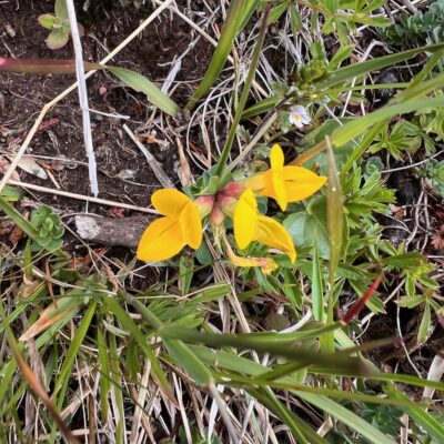 Birds Foot Trefoil