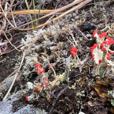 Lipstick Powderhorn / Cladonia macilenta