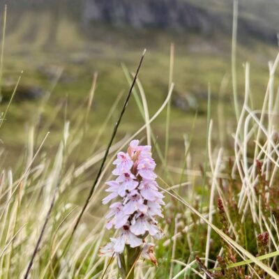Marsh Orchid