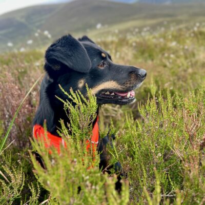 Moin Mor Munros via Glen Feshie Wild Camping