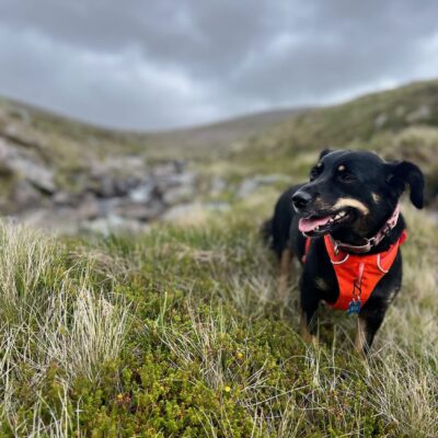 Moin Mor Munros via Glen Feshie Wild Camping
