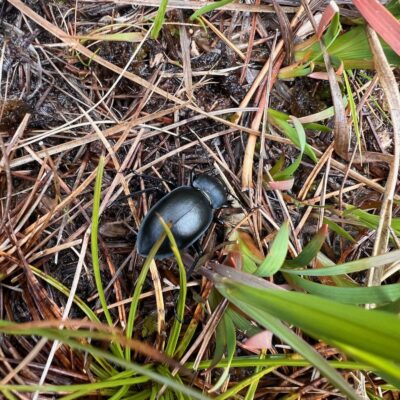 Smooth Ground Beetle