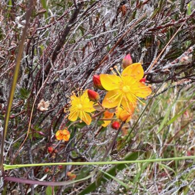 St. John’s Wort