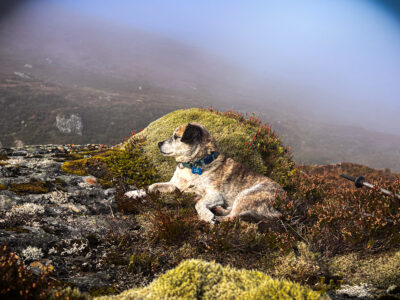 Lucky back on his happy mossy rock.