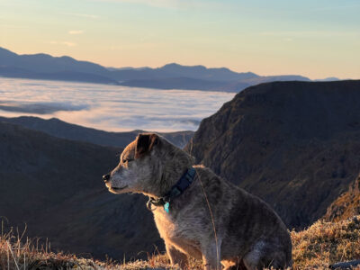 Zen dog.