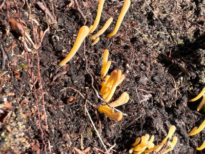 Yellow Club – Clavulinopsis helvola