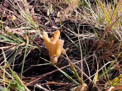 Yellow Club – Clavulinopsis helvola