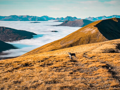 Lucky dog above the clouds.
