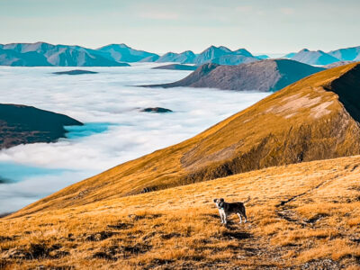 Lucky dog above the clouds.