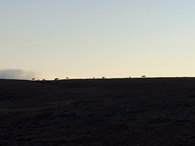 Deer in the distance on the horizon.